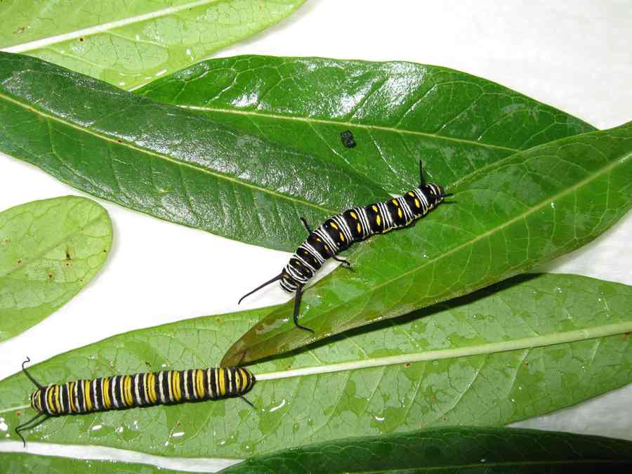 07-09-06 caterpillars raised inside from eggs - 1 Queen right, 1 Monarch left